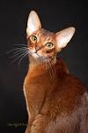 Abyssinian Cat Breeders Near Me - Cat Kingpin