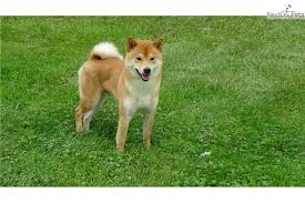 Maybe you would like to learn more about one of these? Puppies For Sale From Timberland Shiba Inus Member Since March 2017