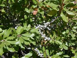 This shrub is similar to northern bayberry (m. Morella Pensylvanica Jersey Friendly Yards