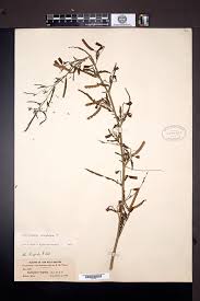 Image result for Aeschynomene nyassana