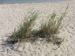 Image result for Phragmites mauritianus