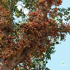 Image result for Ficus sycomorus