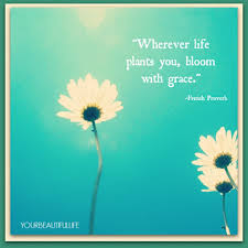 Wherever Life Plants You Bloom With Grace French Proverb Words Of Inspiration Inspirational Words Plants Words