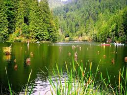 Lacul Rosu Romania Romani Verde