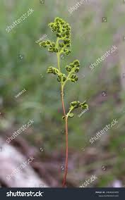 Image result for Anogramma leptophylla