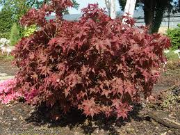 Featured japanese maples ↓ featured japanese maples ↑. Baumschule Hachmann Shop