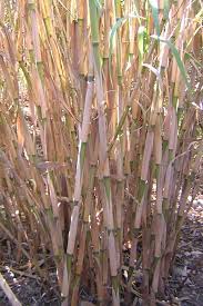 Image result for Arundo donax