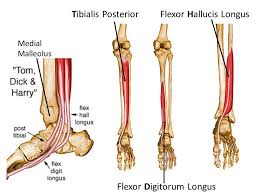 Flexor Hallucis Longus And Flexor Digitorum Longus Learn Your Muscles Custom Pilates And Yoga Lower Leg Muscles Muscle Leg Muscles