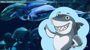 Learn all about the oceans' top predators! What Do Sharks Eat Lesson For Kids Science Class 2021 Video Study Com