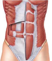 There really is a lot to remember, so consider taking one of our muscle quizzes covering the different muscles of the body to improve your confidence (more on these below). What Does It Mean To Engage Your Core Metrotown Orthopedic Sports Physiotherapy Clinic