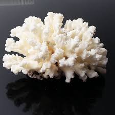 Maybe you would like to learn more about one of these? Aqumotic Real Coral Decor Seabed Stone 1pc Ocean Fish Tank Aquarium Decoration Photography Calcium Pieces Real Sea In 2021 White Coral Coral Decor Aquarium Decorations