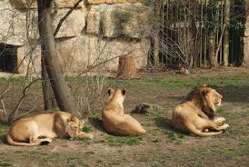 Temukan gambar stok zoo animals beresolusi hd dan jutaan foto, ilustrasi, dan vektor stok tanpa royalti lainnya di koleksi shutterstock. Lions In Zoo Foto Stok Gratis Libreshot