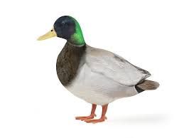 Male Duck 3d Model Male Duck 3d Model Duck