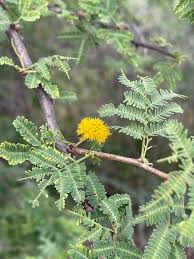 Image result for Acacia farnesiana