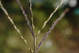 Image result for Digitaria diagonalis