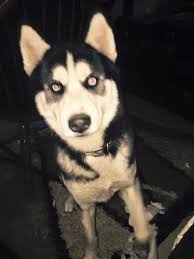 Lost Dogs Lost And Found Pets Of Greater Lafayette Facebook Losing A Dog Dogs Pets