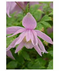 Maybe you would like to learn more about one of these? Clematis Macropetala Markhams Pink Agm Westcountry Nurseries