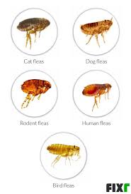 How much should your monthly pest control cost? 2021 Cost To Exterminate Fleas Flea Pest Control Cost