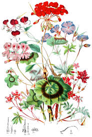 Image result for Geraniaceae