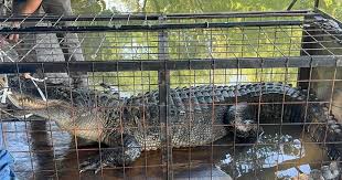 10-foot alligator removed from North Texas lake | FOX 4 Dallas-Fort Worth