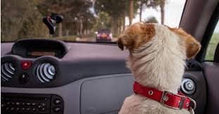 In most cities, uber is designed to be a cashless experience. Uber Pet Get Paid More To Transport Passengers Pets