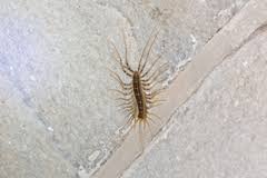 Check spelling or type a new query. How Do I Get Rid Of Centipedes In My Building Assured Environments
