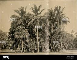 Image result for Tristellateia africana