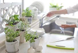Check spelling or type a new query. Indoor Kitchen Garden Plants Types Maintenance Tips