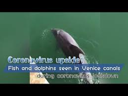 Coronavirus Upside Fish And Dolphins Seen In Venice Canals During Coronavirus Lockdown Youtube