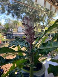 Image result for Acanthus montanus