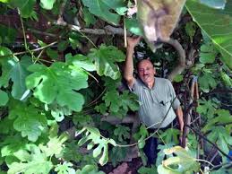 A FIFTY YEAR OLD FIG TREE