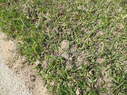 A premium selection of grub worms available at alibaba.com for both personal and commercial purposes. What Causes Tiny Mounds Of Soil In My Lawn North Carolina Cooperative Extension