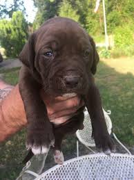 Mastiff/pit protects puppy at dog park. Bullmastiff Pitbull Mix Puppies For Sale Off 71 Www Usushimd Com