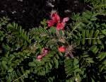 Image result for Indigofera gairdnerae