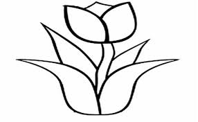 Jika kamu ingin membuat sketsa gambar bunga yang mudah digambar maka kamu harus perhatikan. Gambar Mewarnai Bunga Tulip Gambar Mewarnai