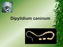 Each proglottid will eventually contain about a. D Caninum