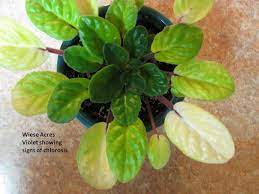 It reproduces through losing its leaves. Wiese Acres Chlorosis In African Violets