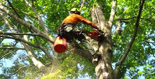 How much does it cost to trim a tree? How Much Does It Cost To Trim A Tree Articlecube