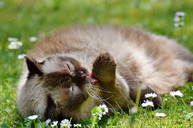 Leben sehr viele ratten auf ihrem grundstück, hilft oft nur noch gift. Lll Katzenabwehr Im Garten Wie Vertreibe Ich Sie