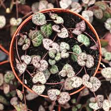 Image result for Ceropegia circinata