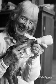 Marj Davis remembered for legacy of saving fawns