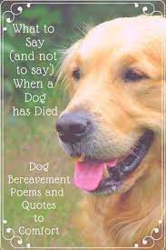We did not find results for: What To Say When A Family Dog Has Died Waggy Tales Dog Grief Pet Quotes Dog Losing A Dog Quotes