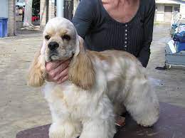 American Cocker Spaniel Classic Cocker Look Trim American Cocker Spaniel Cocker Spaniel Breeders Spaniel