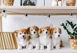 Make sure your pet it's a lot like meal delivery services for humans — you sign up to get custom meals delivered. Reviewing The Best Dog Food Delivery Services Insider Envy Best Dog Food Dog Food Delivery Dog Remedies