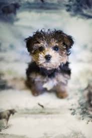 Image result for cute baby animals