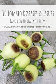 Disease occurrence and development are greatly influenced by: 10 Tomato Diseases Issues Our Little Suburban Farmhouse