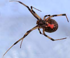 The female spider hangs upside down from her web as she waits for her prey. Brown Widow Spider Latrodectus Geometricus
