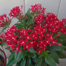 Image result for Pentas micrantha