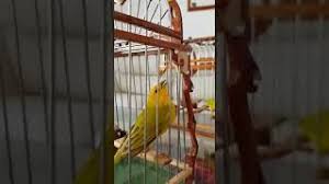 Descargar cantoos de canarios criollos. Descargar Musica Trine De Canario Criollo Agresivo Para Concurso Mp3 Gratis Grantono Net