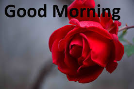 Download and use good morning download wallpaper to make . Good Morning Images Goodnight Images Download For Whatsapp 1600x1063 Wallpaper Teahub Io